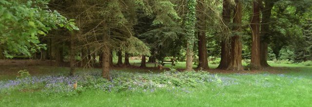 Bluebells in the Arboretum.