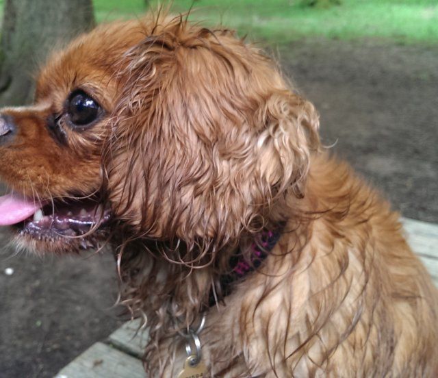 Hettie,post dip.