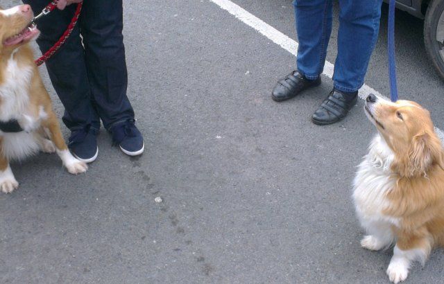 Henry meets a real Nova Scotia Duck Tolling Retriever - neither look too impressed!